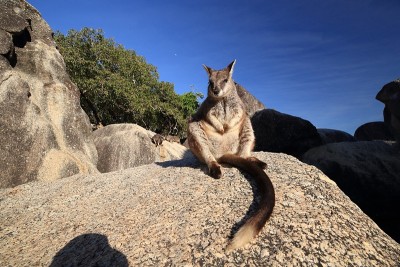 澳大利亚昆士兰花岗岩峡谷的马瑞巴岩沙袋鼠