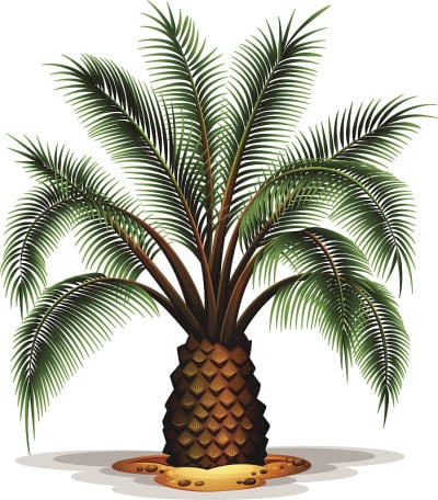 凤凰canariensis