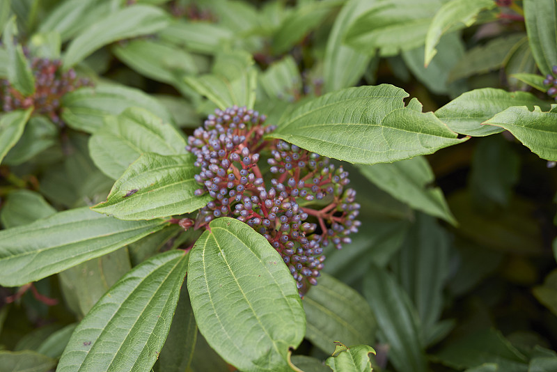 Viburnum davidii