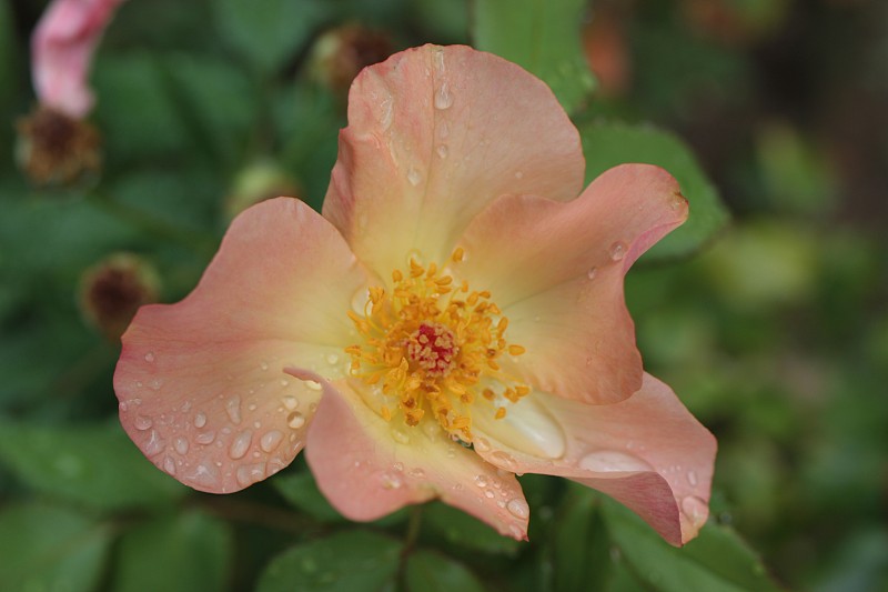 野玫瑰，努特卡玫瑰，刚毛玫瑰(Rosa nutkana)在模糊的背景上特写