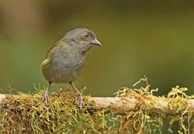 常见Bush-tanager