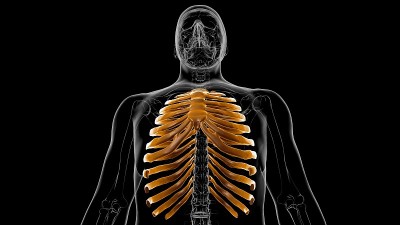 人体骨骼解剖肋骨笼3D渲染
