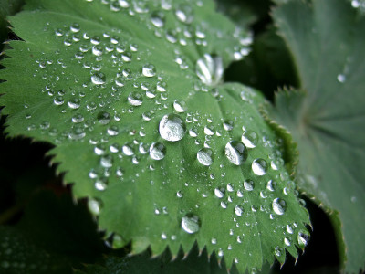 绿色雨珍珠