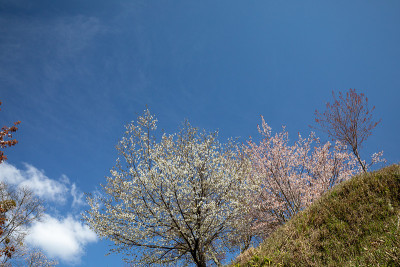 吉野山的樱花