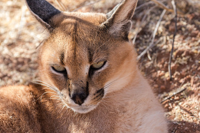 野猫或沙漠猞猁