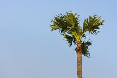 棕榈树