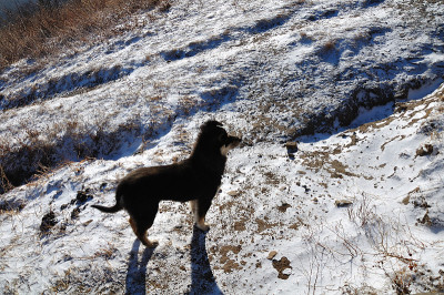 狗和徒步旅行者在雪山