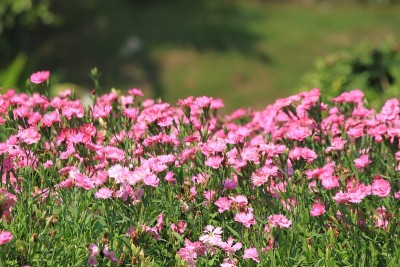 石竹类植物caryophyllus