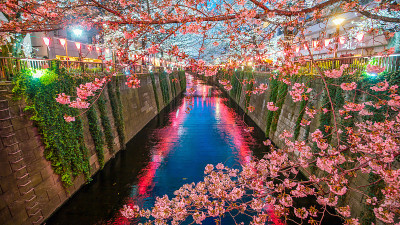 日本东京目黑运河上的樱花