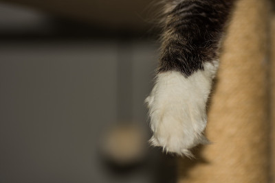 一只可爱的缅因猫的黑白爪子