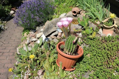 德国花园中的仙人掌Echinopsis eyriesii