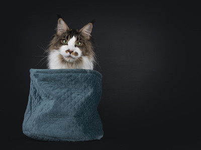 年轻的缅因猫在黑色