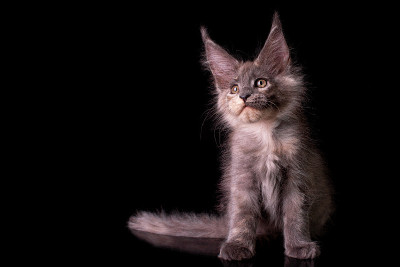 可爱的缅因猫在黑色的背景。