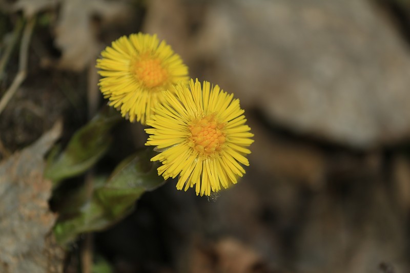 Coltsfoot, coltfoot, Tussilago farfara。在秋天的森林林间空地上