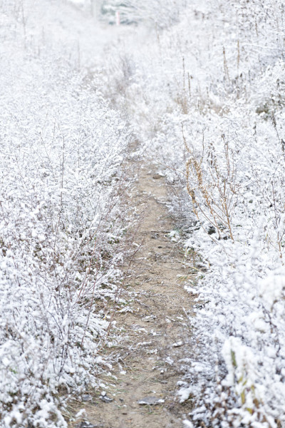 冬天的雪景