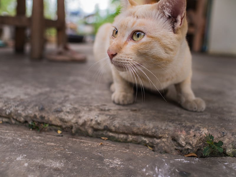 野猫头凹蹲