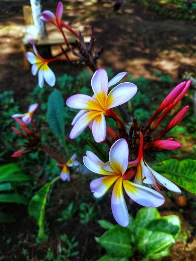 花