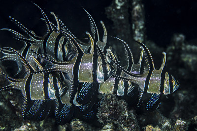 Banggai cardinalfish