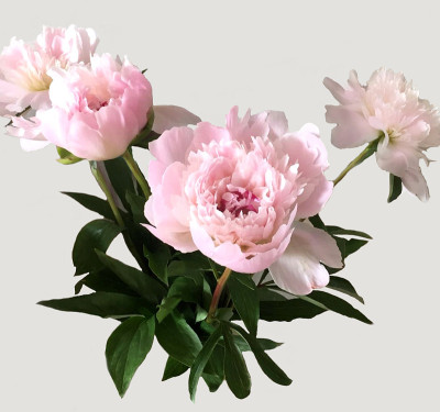 粉色牡丹花束
