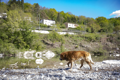 金毛寻回犬探索河岸