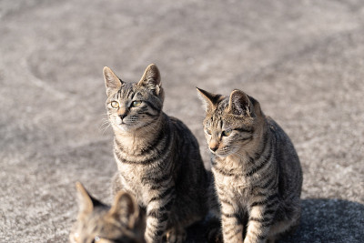 猫