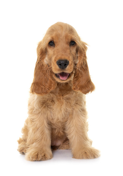 可卡犬