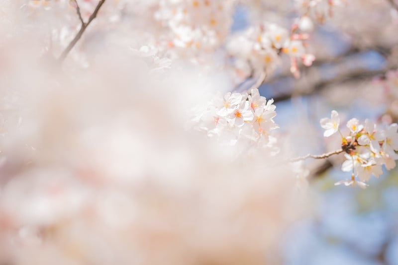 日本中野大街上盛开的樱花