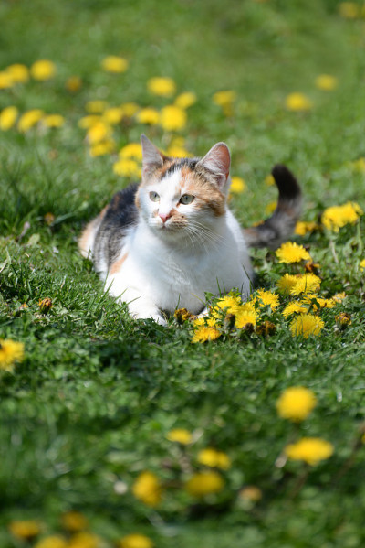 猫
