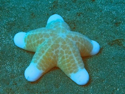 海星