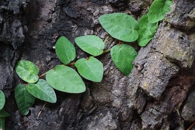 绿色的无花果植物生长在树的表皮上