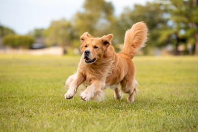 金毛猎犬的狗