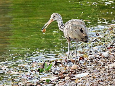 Limpkin (Aramus guarauna)——在水边，嘴里叼着一只苹果蜗牛