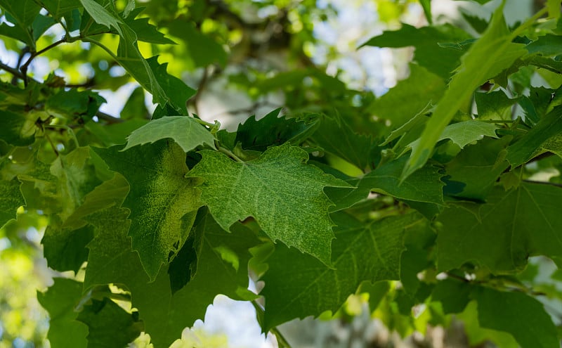 美国梧桐树(Platanus occidentalis varigata，梧桐树)大理石叶的特写。在