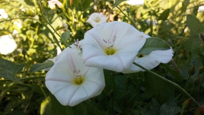 字段旋花类(旋花植物薄荷)