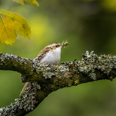 Treecreeper (Certhia familiaris)