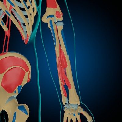 用于医学概念3D的肌肉起源和插入解剖骨骼
