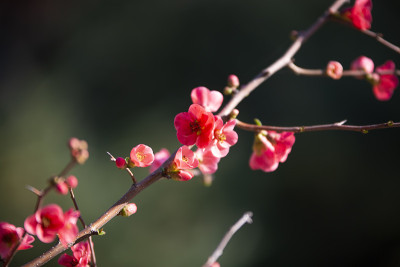 春花系列，枝头红花开木瓜