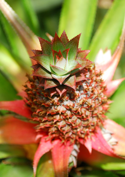 菠萝工厂