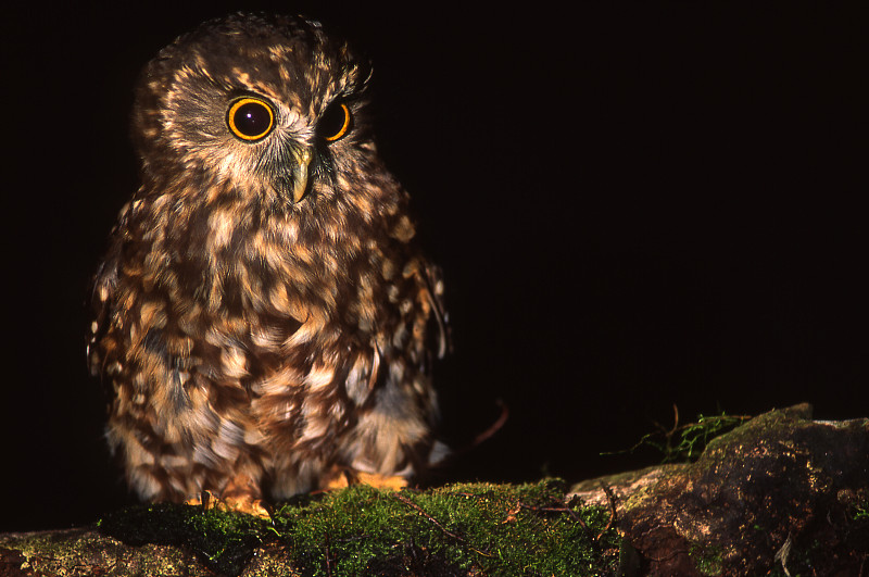 morepork