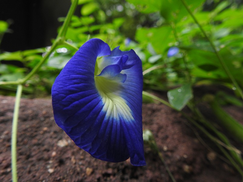 蓝阴蒂又称亚洲鸽翅花带纹