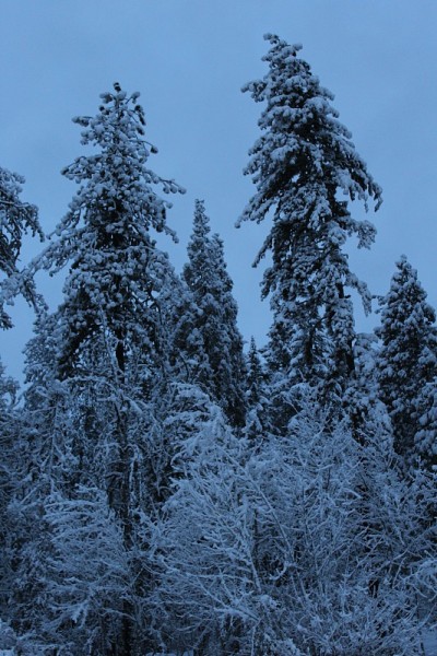 雪覆盖的属性