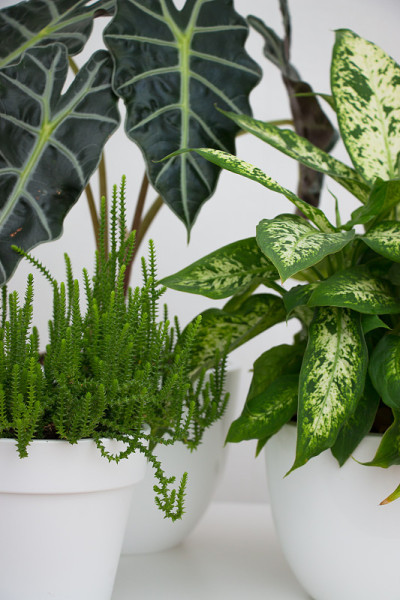 白色的桌子上放着热带植物洋芋和dieffenbachia。家庭花卉栽培的概念。