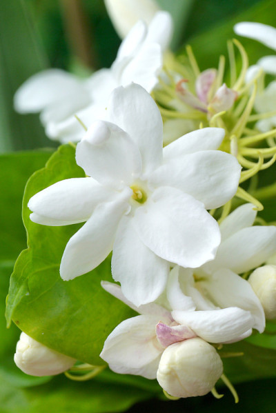 树上的茉莉花开花