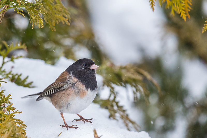 小黑眼Junco在寒冷的雪天起绒毛