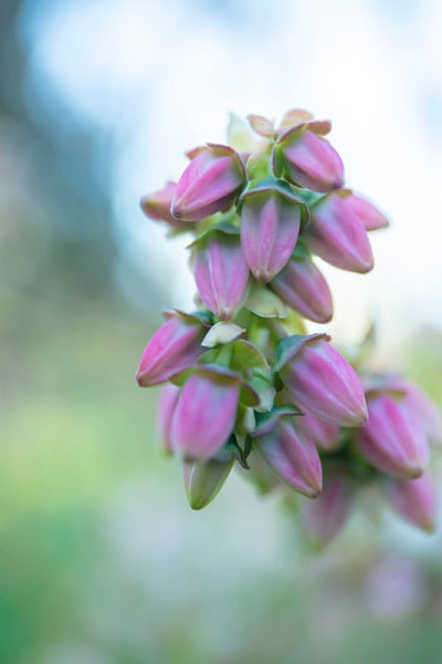 蓝莓花