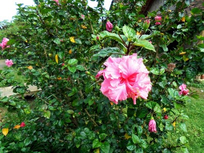 芙蓉