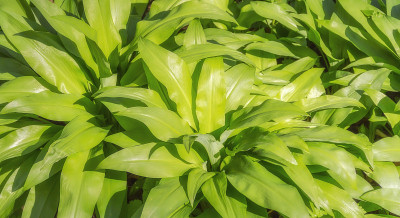 浓密的熊葱植被