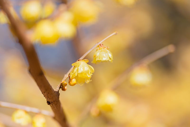 黄色冬香花（日本五香粉/Chimonanthus）