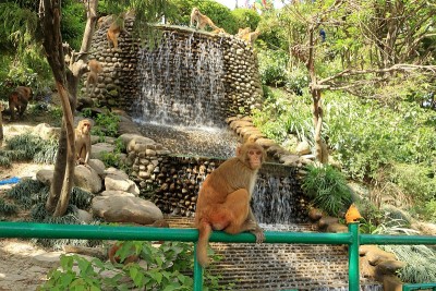 尼泊尔加德满都寺庙里的猕猴