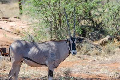 Beisa Oryx
